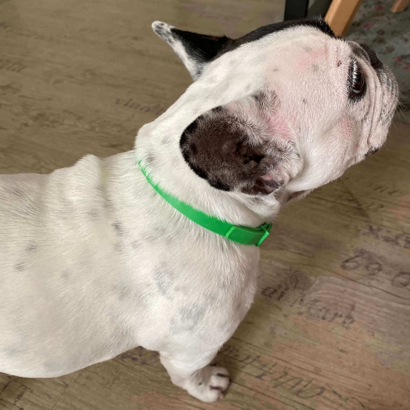 Antifloh- und Zeckenhalsband