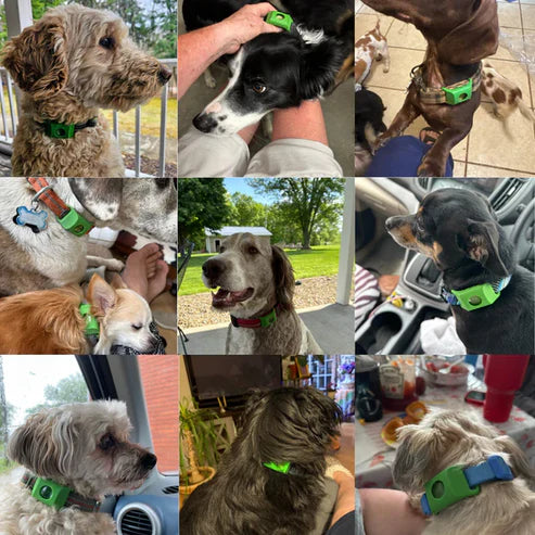 Natürlicher Anti-Parasiten-Anhänger für Hunde